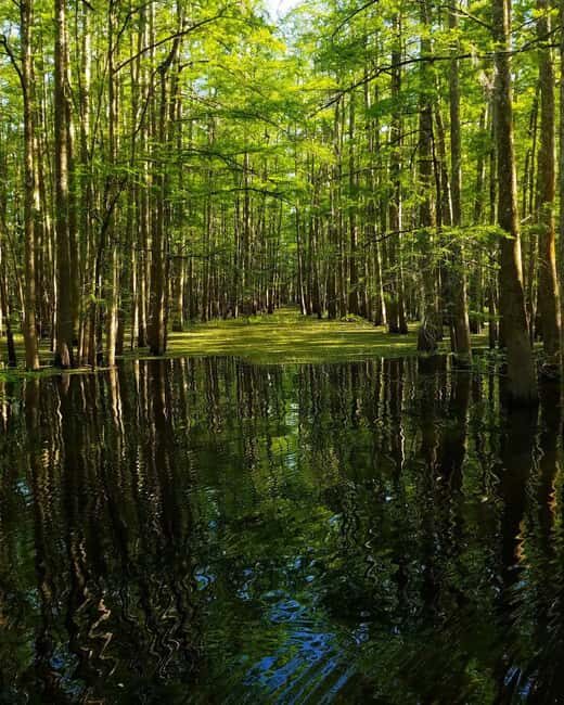 2-hour Eco-Swamp Tour - Key Points
