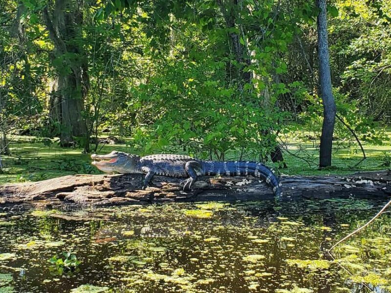 2-hour Eco-Swamp Tour - What to Expect from This Eco-Swamp Tour