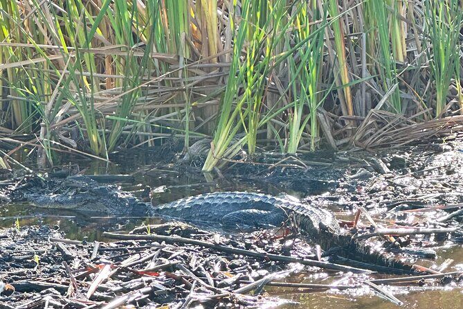 2 Hour Exclusive Everglades Airboat Safari - Who Should Consider This Tour?