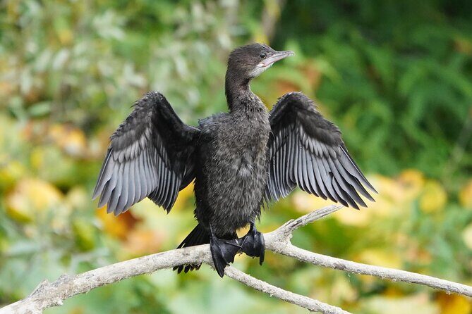 2 Hour Group Boat Trip in Skadar Lake - Why This Tour Is a Great Choice