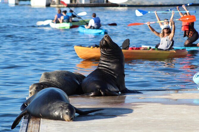 2-Hour Kayak or Paddleboard with Sea Lions in Marina del Rey - Starting Point and Itinerary Breakdown