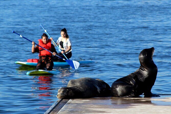 2-Hour Kayak or Paddleboard with Sea Lions in Marina del Rey - Final Thoughts: Who Will Love This Tour?