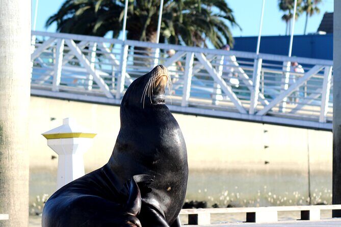 2-Hour Kayak or Paddleboard with Sea Lions in Marina del Rey - FAQs