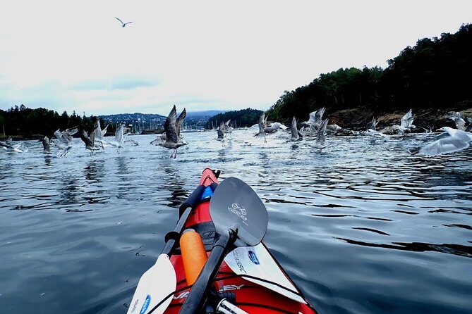 2- hour kayak trip on the Oslo Fjord - FAQ