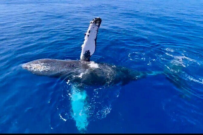 2 hour Lahaina Sunrise Whale Watch - Authentic Encounters and the Expert Guides