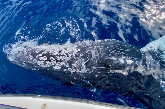 2 hour Lahaina Sunrise Whale Watch - The Value and Price Analysis
