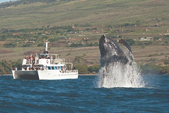2-Hour Maui Whale Watch from Lahaina Harbor, Maui - Introduction