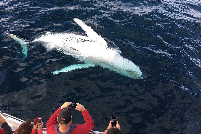 2-Hour Maui Whale Watch from Lahaina Harbor, Maui - What You Get for Your Money