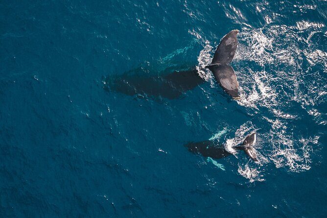 2-Hour Maui Whale Watch from Lahaina Harbor, Maui - The Experience and Atmosphere