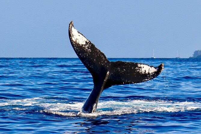 2-Hour Maui Whale Watch from Lahaina Harbor, Maui - Peak Seasons and Best Times to Book