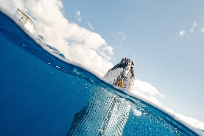 2-Hour Maui Whale Watch from Lahaina Harbor, Maui - Final Thoughts: Who Should Consider This Tour?