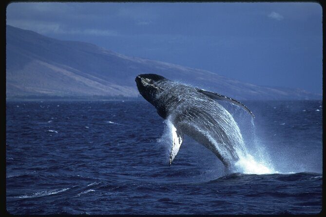 2-Hour Maui Whale Watch from Lahaina Harbor, Maui - FAQs