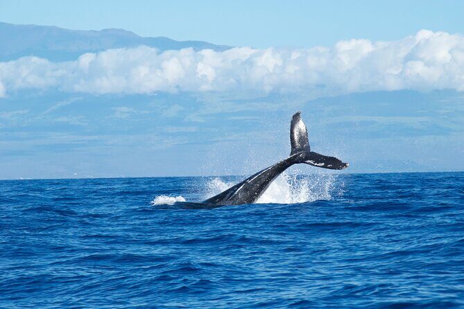 2-Hour Maui Whale Watch from Lahaina Harbor, Maui - The Sum Up