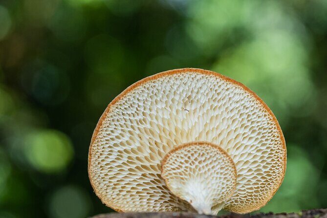2-Hour Mushroom Photography Activity in Cairns Botanic Gardens - FAQ