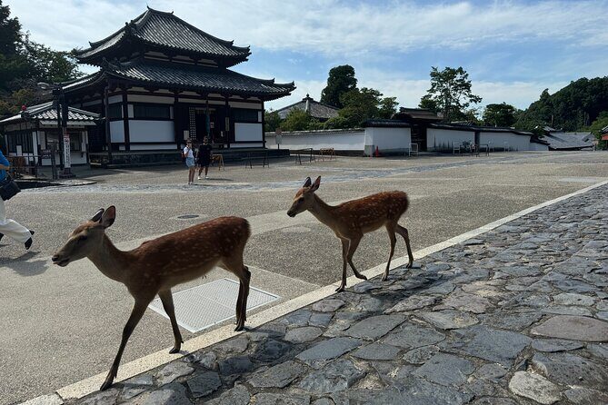 2-Hour Nara: Discover Every Bit of Tohdaiji-Temple Private Tour - FAQ