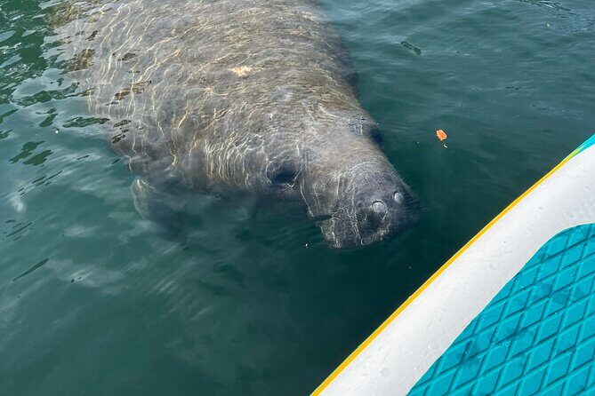 2 Hour Paddle Board Rental - The Experience from the Reviews