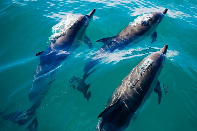 2 Hour Private Captained Crab Island Dolphin Tour in Destin - Key Points