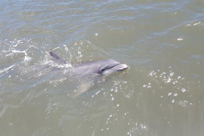 2-Hour Private Hilton Head Afternoon Dolphin Watching Sail - Key Points