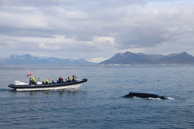 2-Hour RIB Boat Whale Watching Tour from Reykjavik - The Experience in Detail