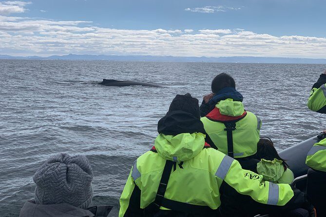 2-Hour RIB Boat Whale Watching Tour from Reykjavik - The Itinerary Breakdown