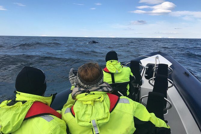 2-Hour RIB Boat Whale Watching Tour from Reykjavik - FAQs