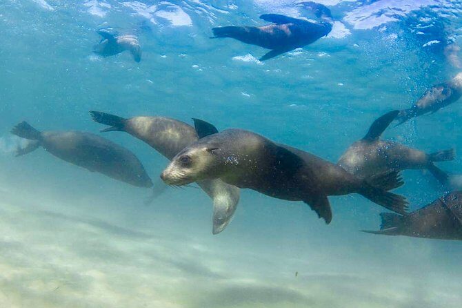 2 hour Seals & Seadragon Swim - Who Will Love This Tour?