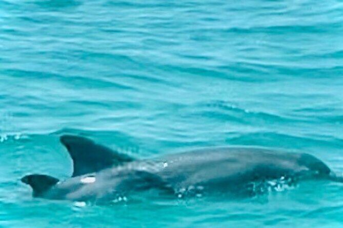 2 Hour Shell Island Jet Ski Dolphin Tour - FAQs