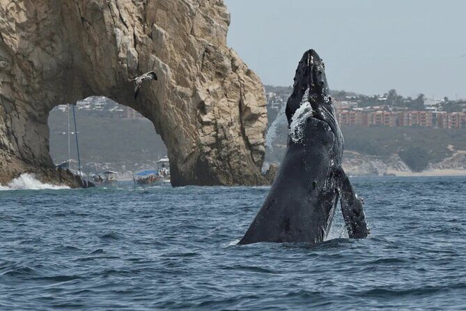 2-Hour Shore Excursion | Arch, Lovers Beach & Whale Encounters - Value for Money