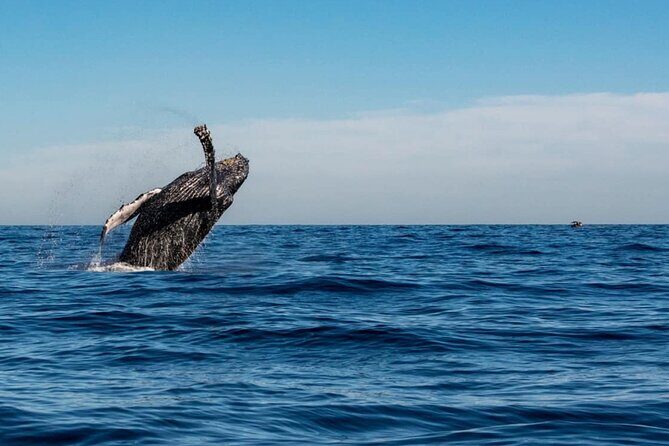 2-Hour Shore Excursion | Arch, Lovers Beach & Whale Encounters - Is This Tour Right for You?