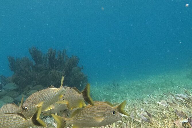 2 hour snorkeling in Arrecife de Puerto Morelos - Who Should Consider This Tour?