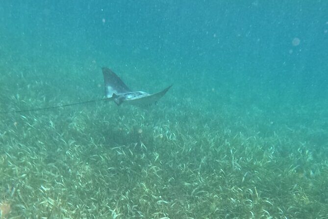 2 hour snorkeling in Arrecife de Puerto Morelos - The Sum Up: Who will love this?