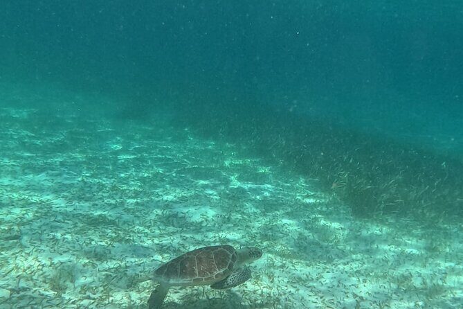 2 hour snorkeling in Arrecife de Puerto Morelos - Frequently Asked Questions