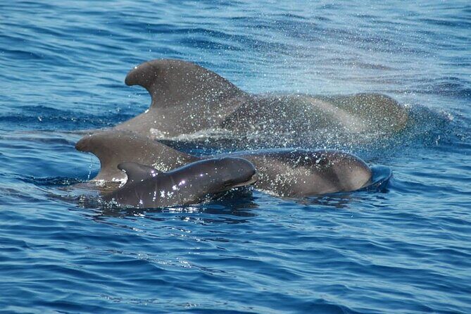 2 hour trip to see whales dolphins puerto colon adeje - Final Thoughts