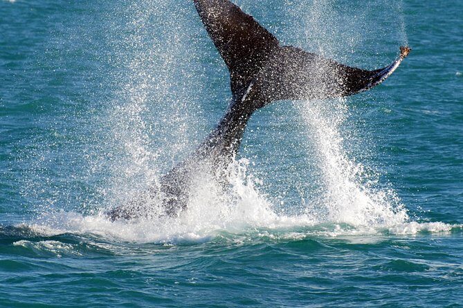 2 Hour Whale-Watching Cruise from Hillarys Boat Harbour - The Value of the Tour