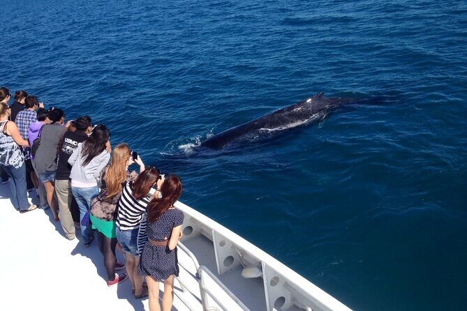 2 Hour Whale-Watching Cruise from Hillarys Boat Harbour - FAQ