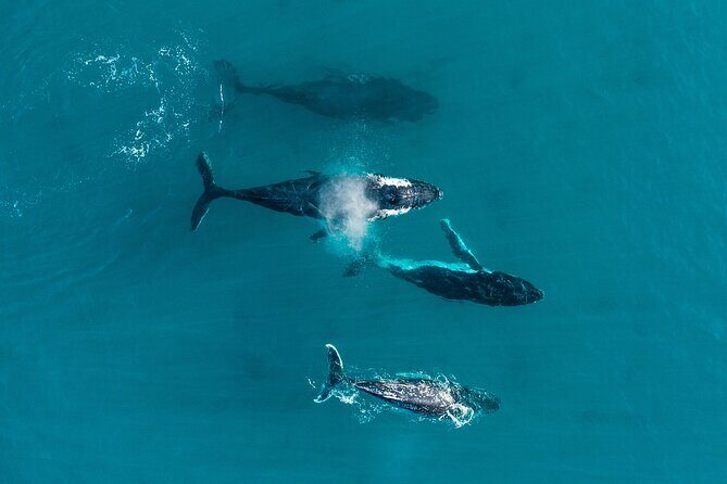 2 hour whale watching experience departing Hillarys Boat Harbour - An In-Depth Look at the Whale Watching Experience