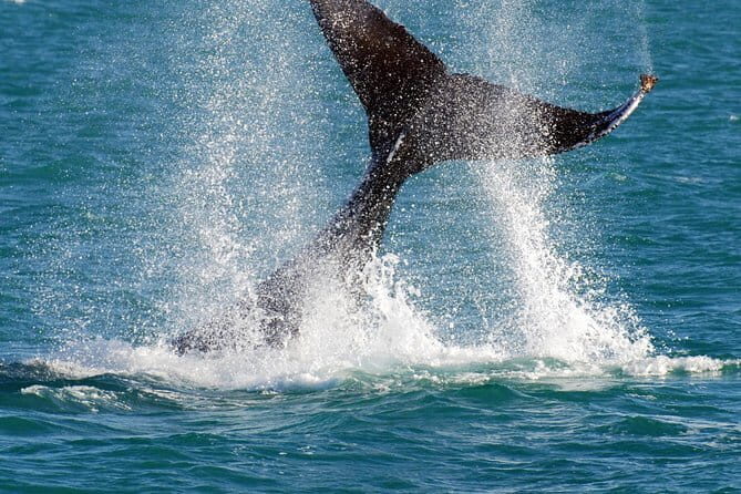 2 hour whale watching experience departing Hillarys Boat Harbour - FAQ