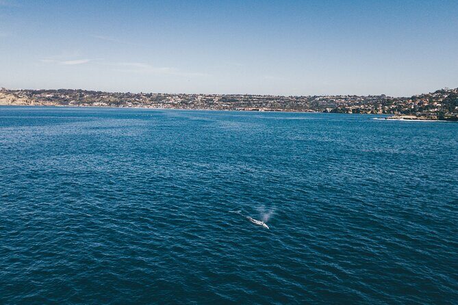 2 Hour Whale Watching Kayak Tour for Two - What to Expect from the Tour