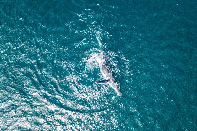 2 Hour Whale Watching Kayak Tour for Two - Authentic Experiences & Real-World Insights