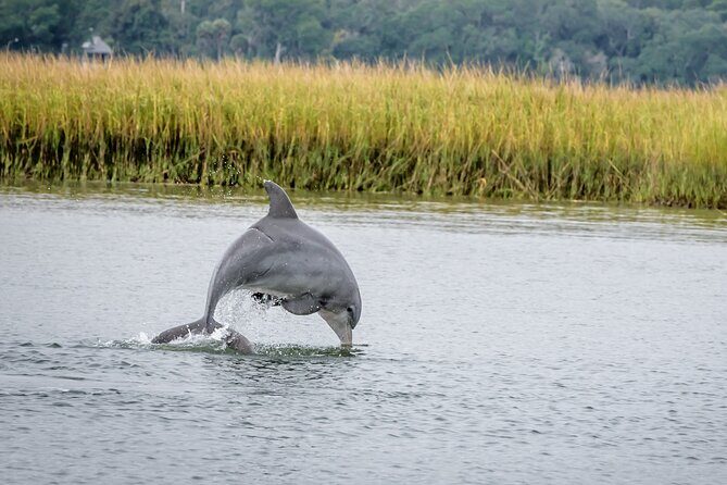 2 Hours Dolphin Eco Tour - Exploring Savannah’s Lowcountry on a 2-Hour Dolphin Eco Tour