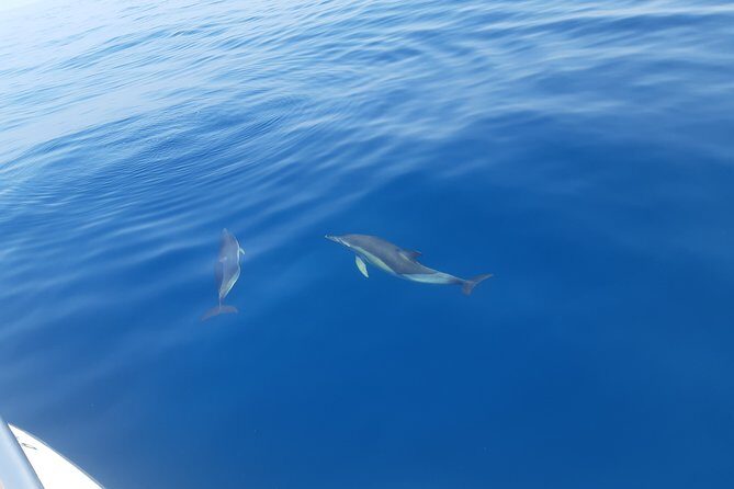 2 Hours Dolphin Watching in Marbella - Key Points