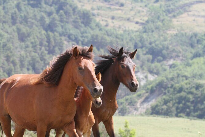 2-Hours Guided Drino's Valley Ride - What to Expect from the Drino’s Valley Ride