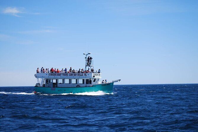 2 Hours Guided Whale and Bird Boat Tour in Bay Bulls - The Sum Up