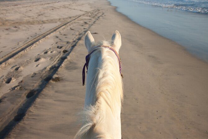 2 hours Horse Riding Excursion near the Beach in Alcúdia bay - FAQ