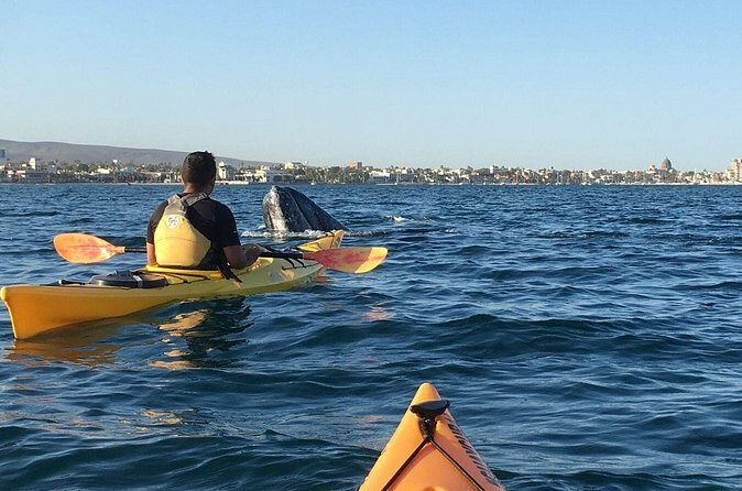 2 Hours of Kayak Safari in Bahía de La Paz - Price and Value