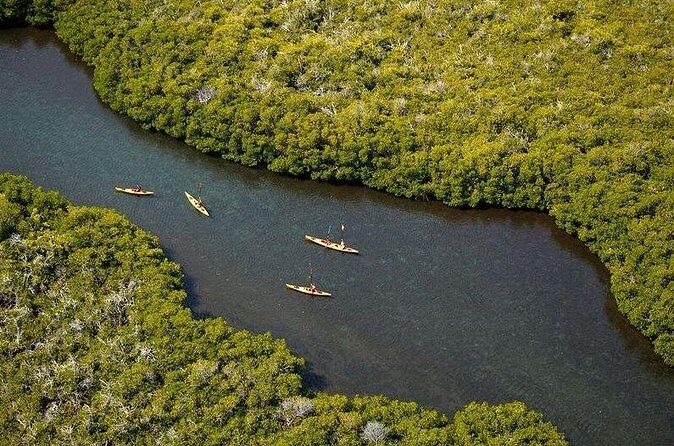 2 Hours of Kayak Safari in Bahía de La Paz - Feedback from Participants