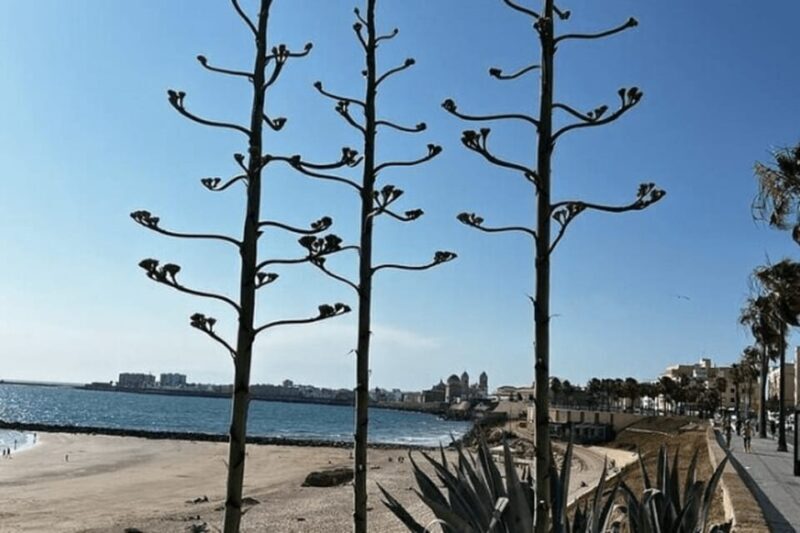 2 Hours Private Historical Tour in Cadiz - What Makes This Tour Stand Out