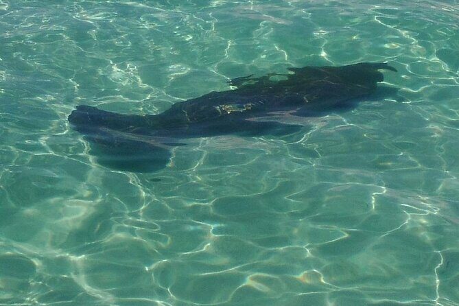 2 Hours Swim with the Dolphins in Panama City - Itinerary Breakdown