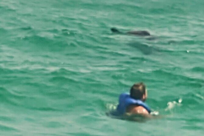 2 Hours Swim with the Dolphins in Panama City - FAQ