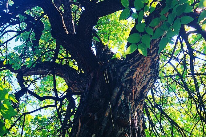 2-hr Day or Night PRIVATE Haunted Old Louisville Walk (1-15 pp) - The Sum Up